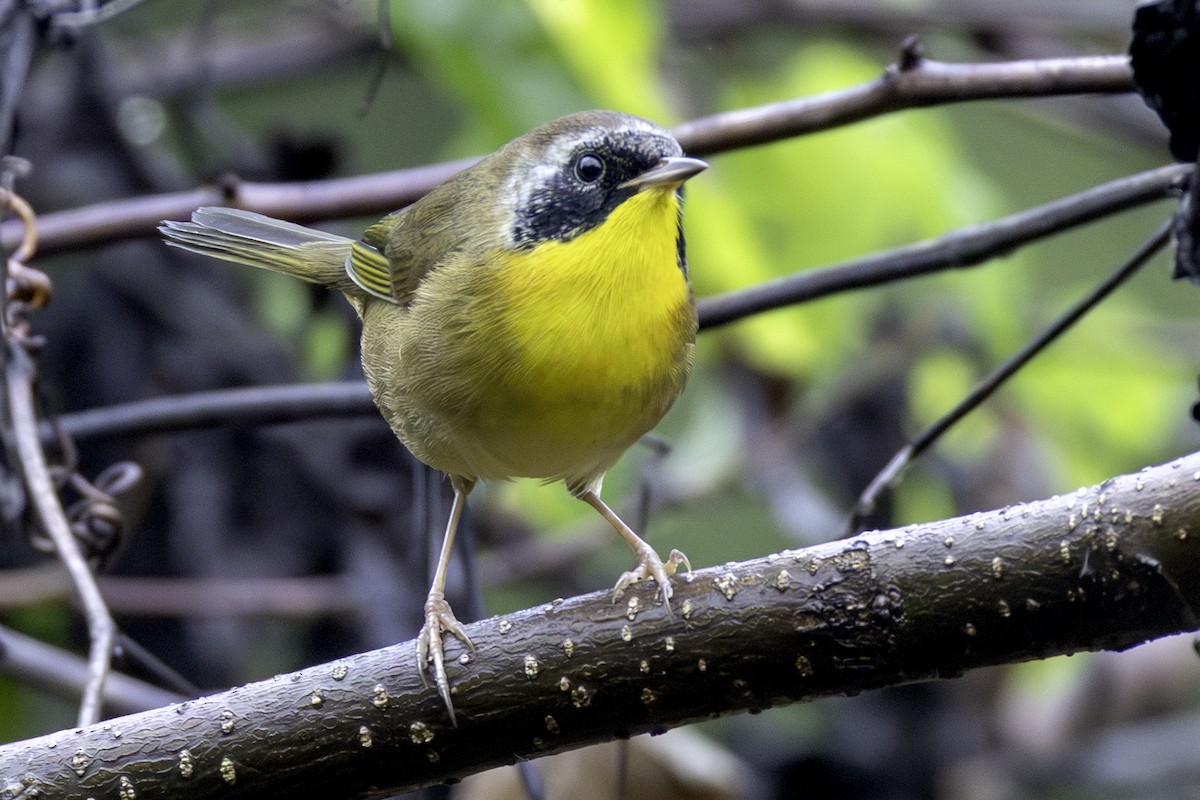 Common Yellowthroat - ML641818401