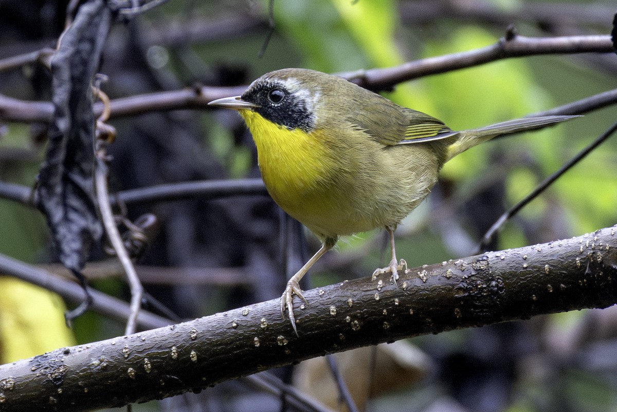 Common Yellowthroat - ML641818402