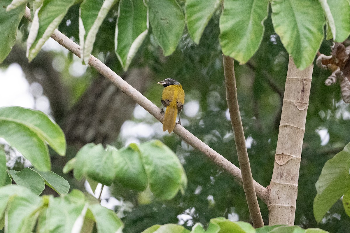 Black-headed Saltator - ML641818409