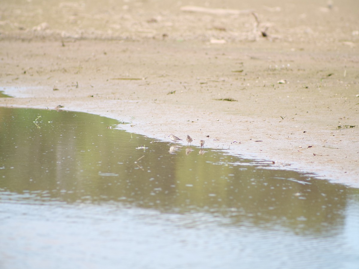 Least Sandpiper - ML641818454