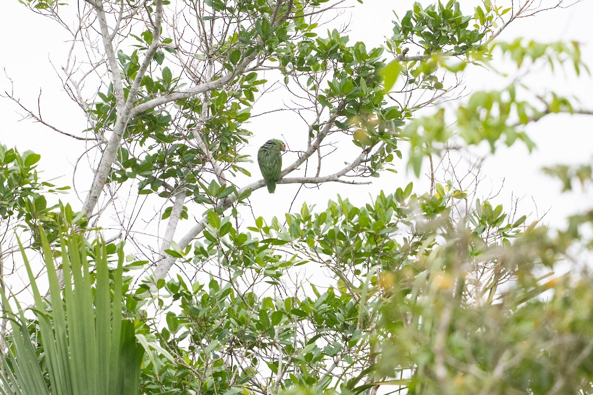 Red-lored Amazon - ML641818500
