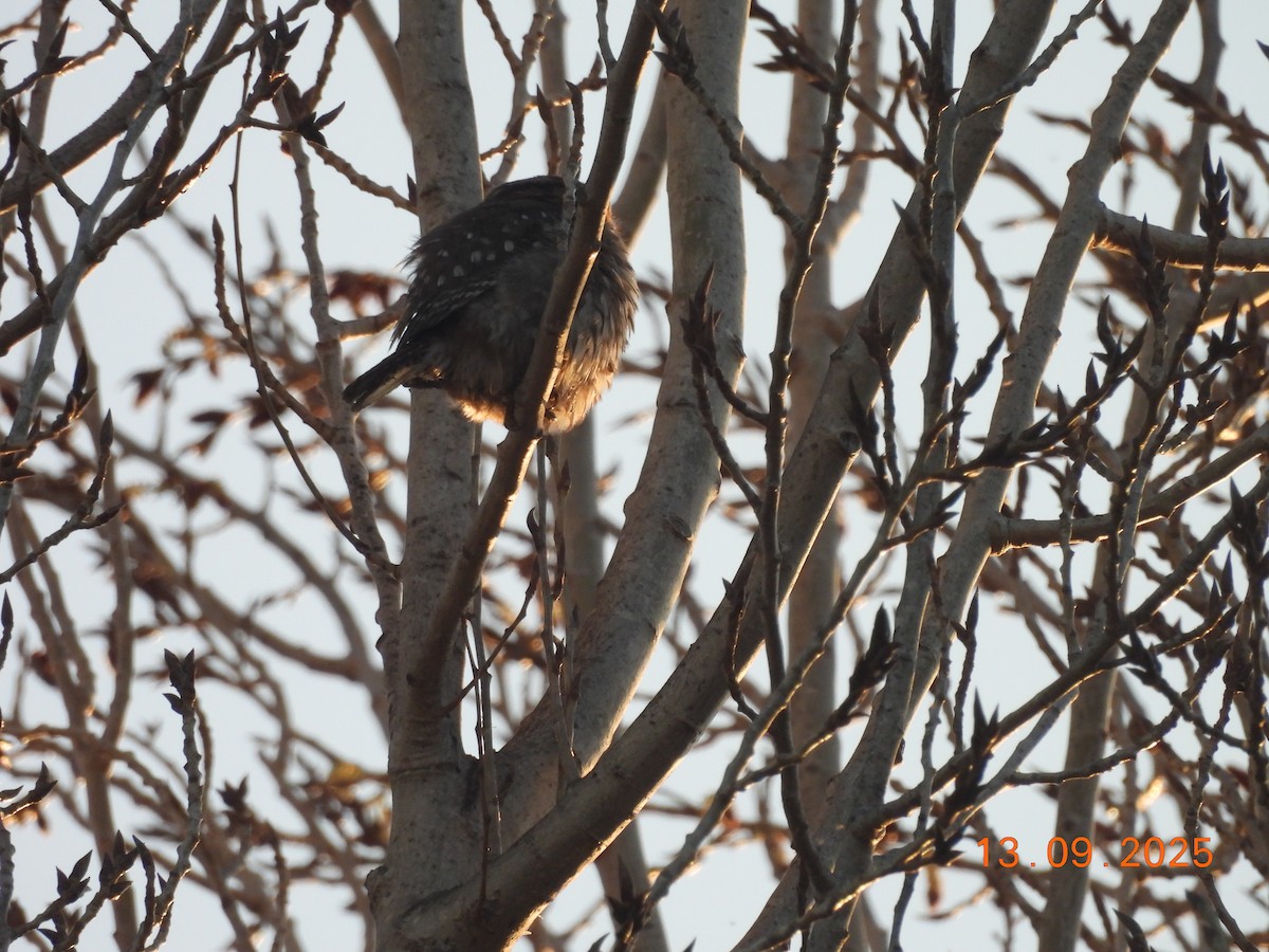 Austral Pygmy-Owl - ML641818522