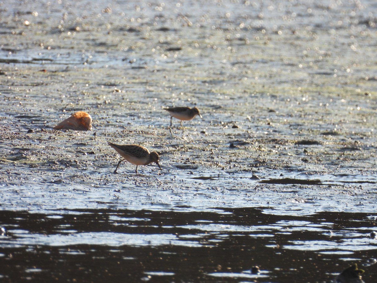 Pectoral Sandpiper - ML641818528