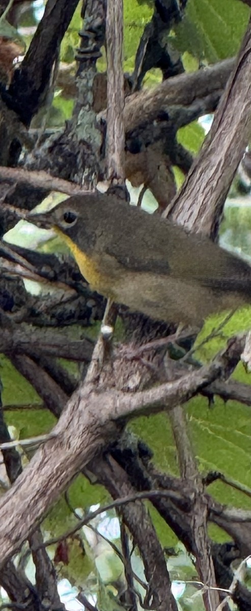 Common Yellowthroat - ML641818554