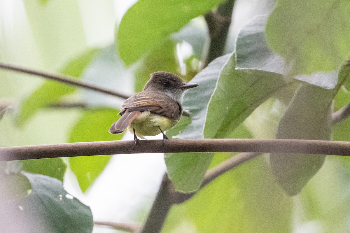 Dusky-capped Flycatcher - ML641818556