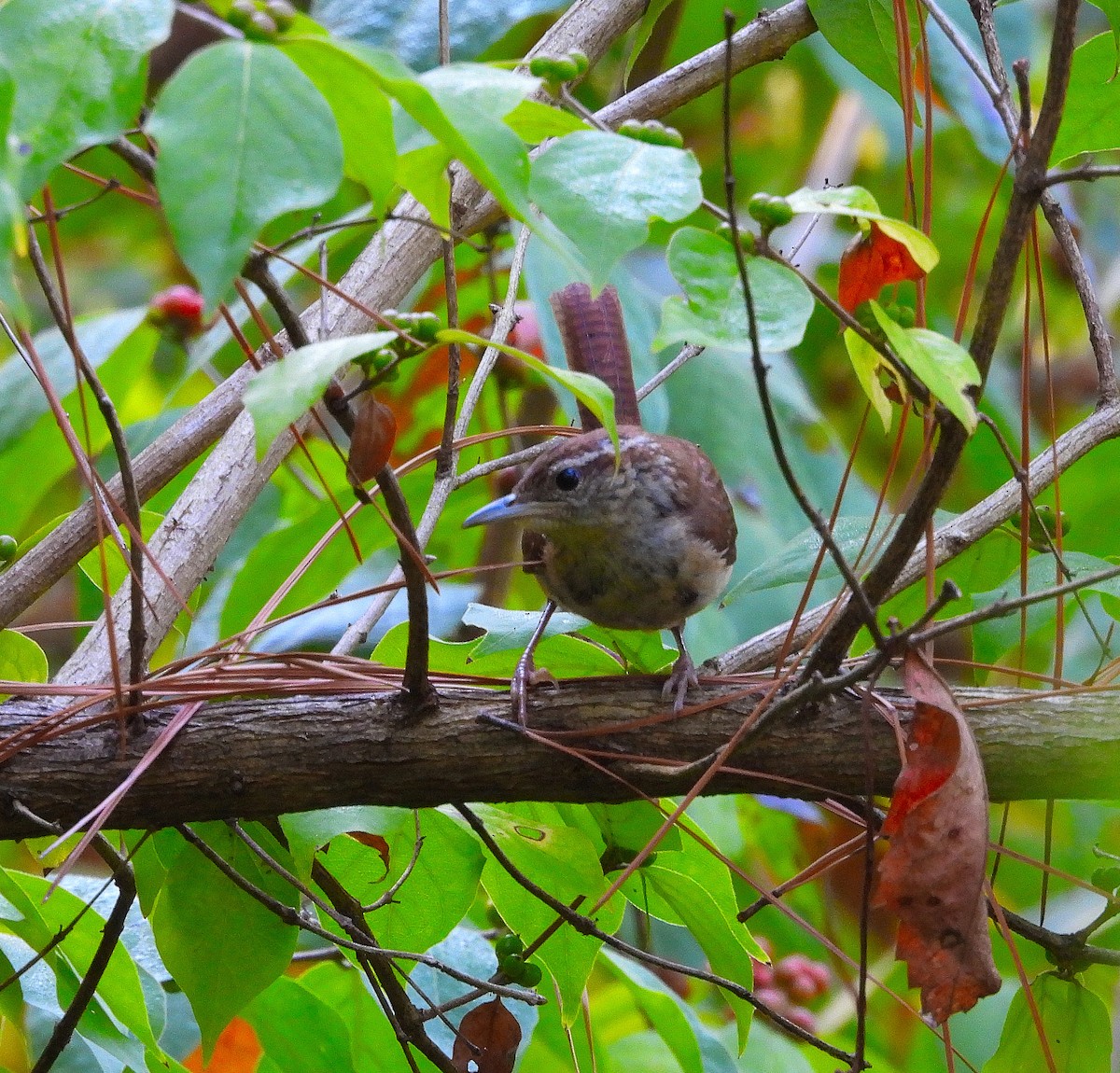Carolina Wren - ML641818568
