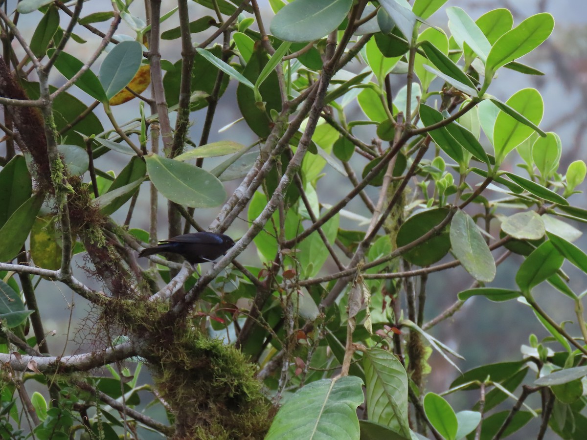 Capped Conebill - ML641818578