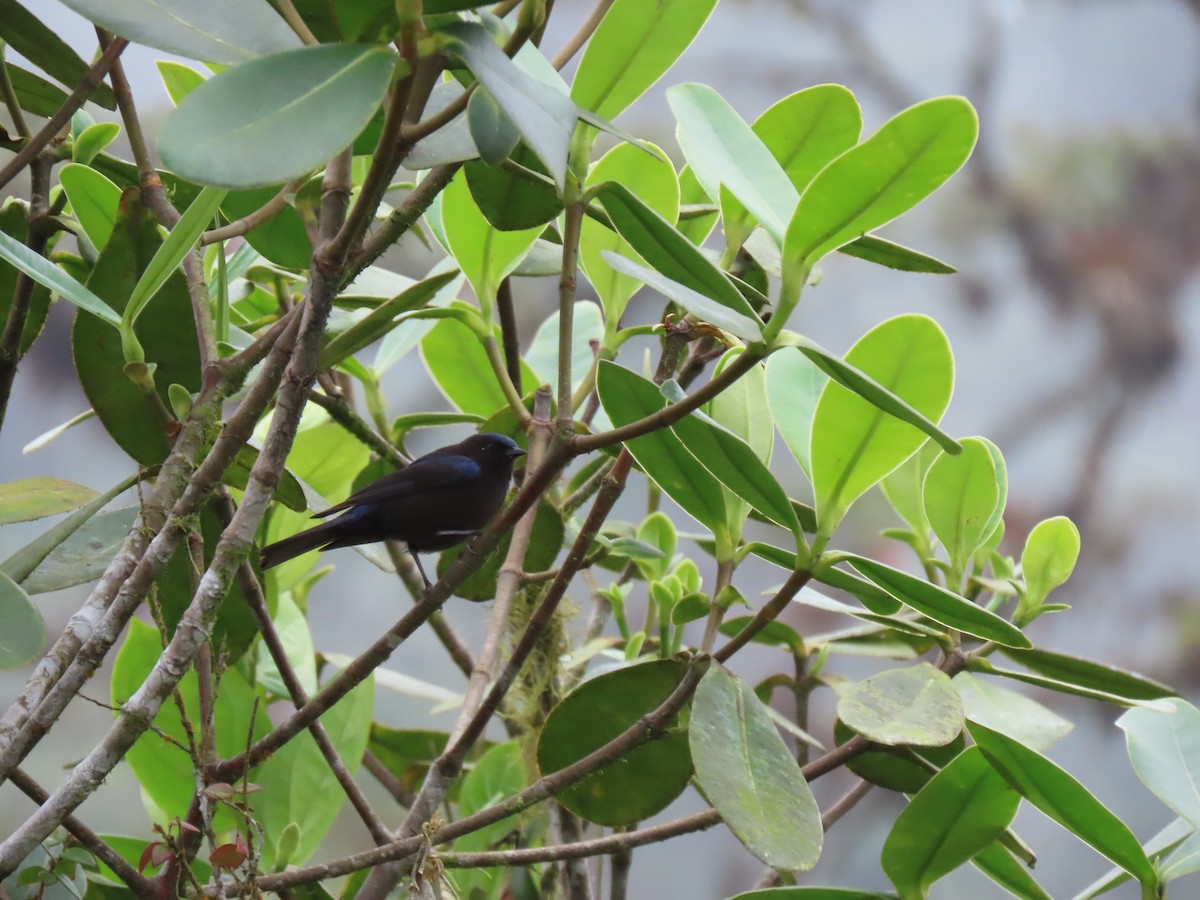 Capped Conebill - ML641818582