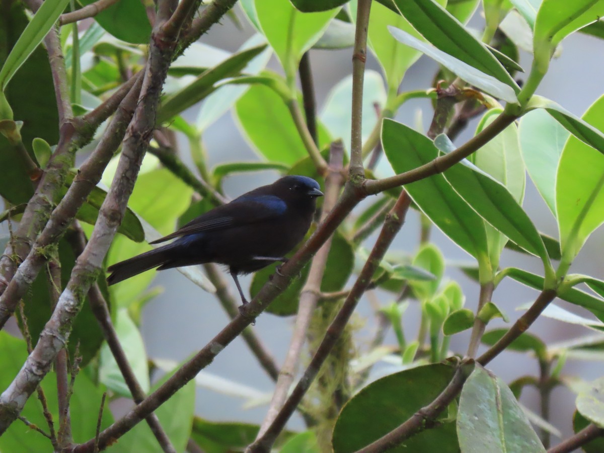 Capped Conebill - ML641818583