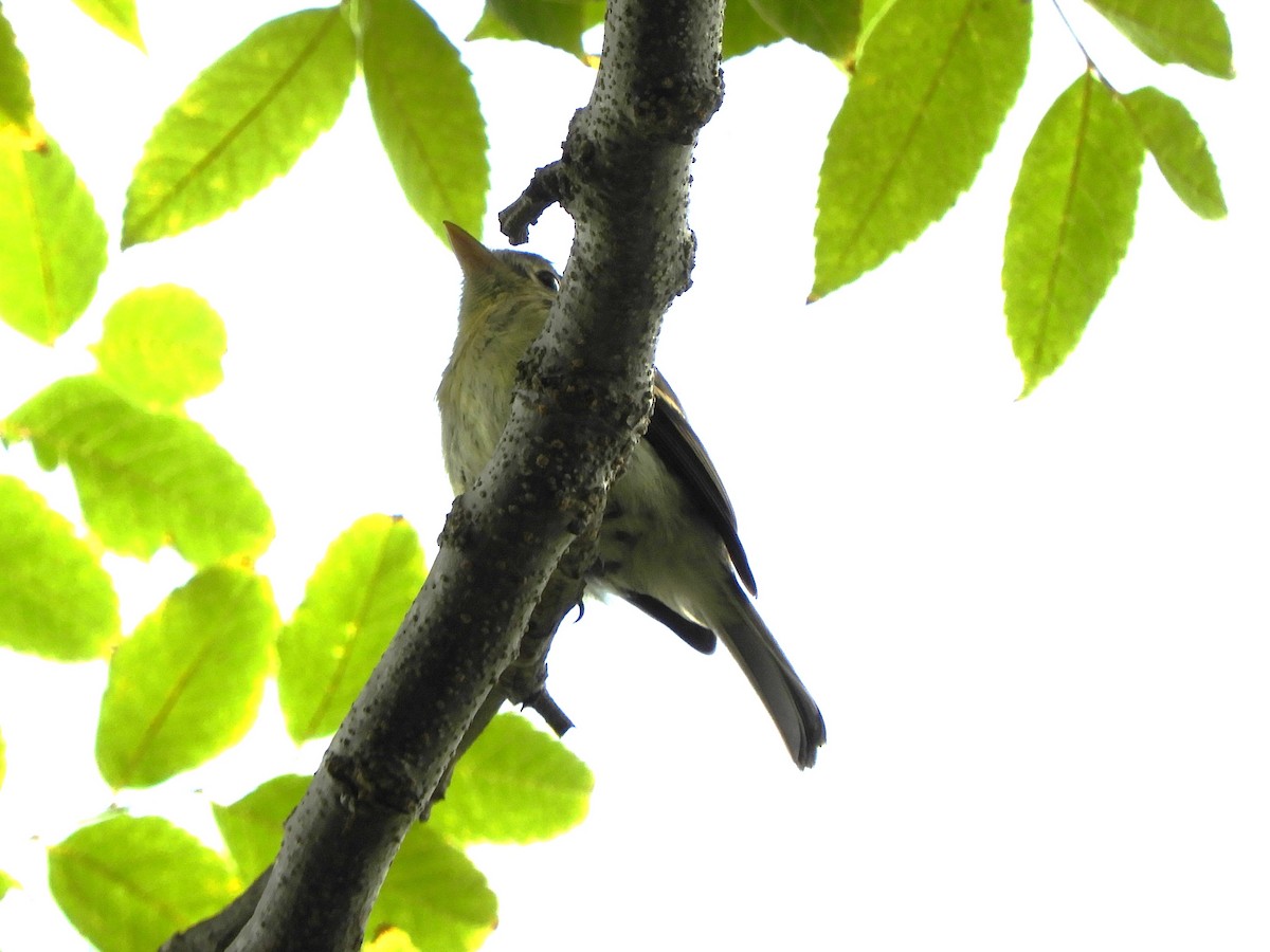 Western Flycatcher - ML641818585