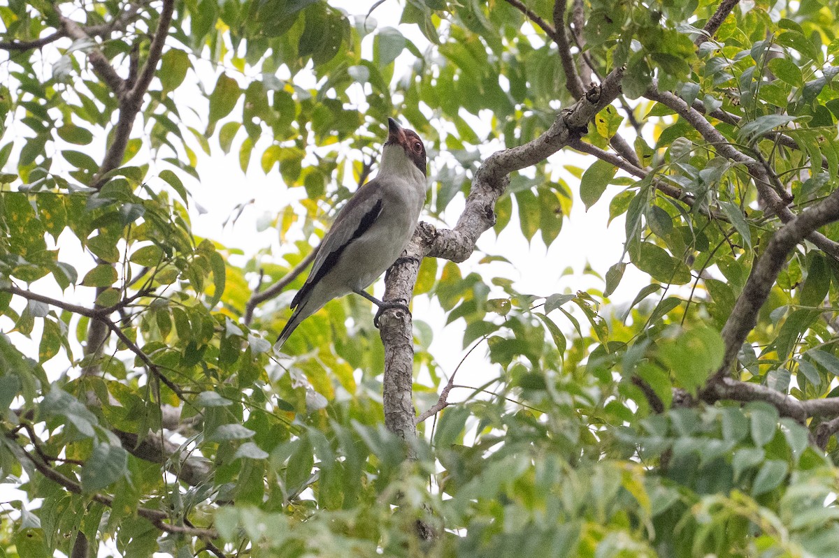 Masked Tityra - ML641818590