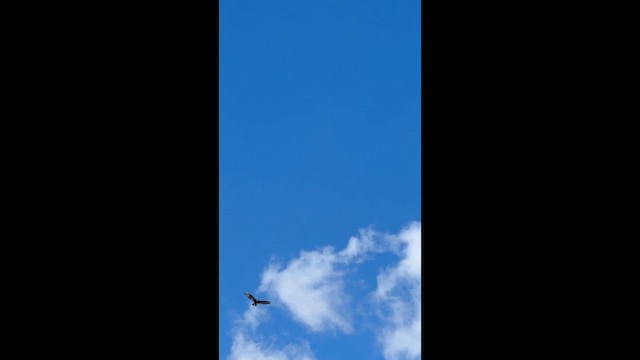 Zone-tailed Hawk - ML641818595