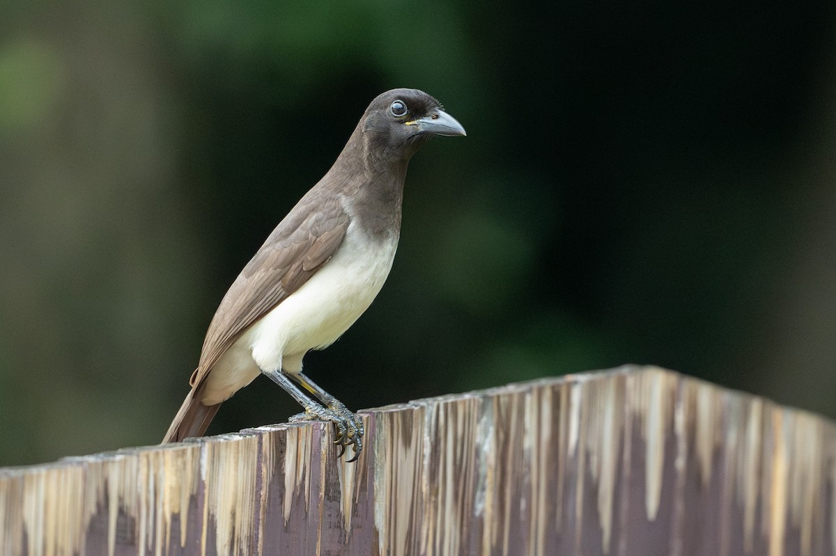 Brown Jay - ML641818605