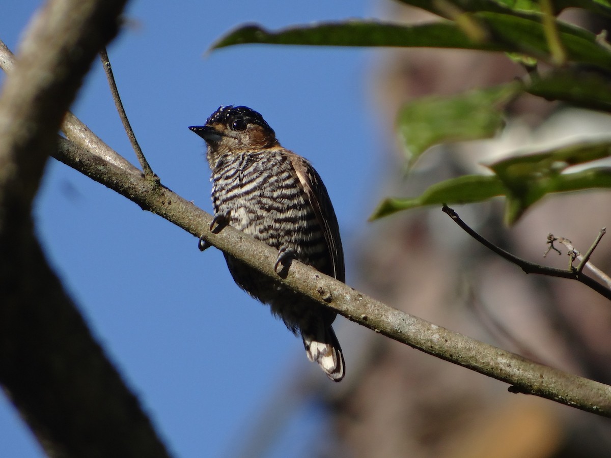 Ochre-collared Piculet - ML641818613