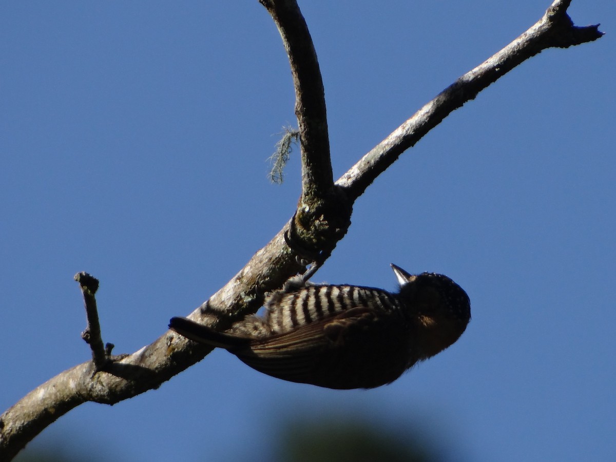 Ochre-collared Piculet - ML641818614