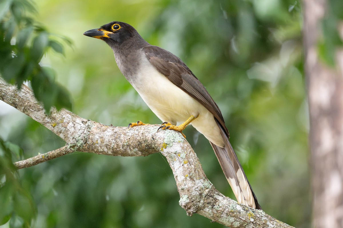 Brown Jay - ML641818633