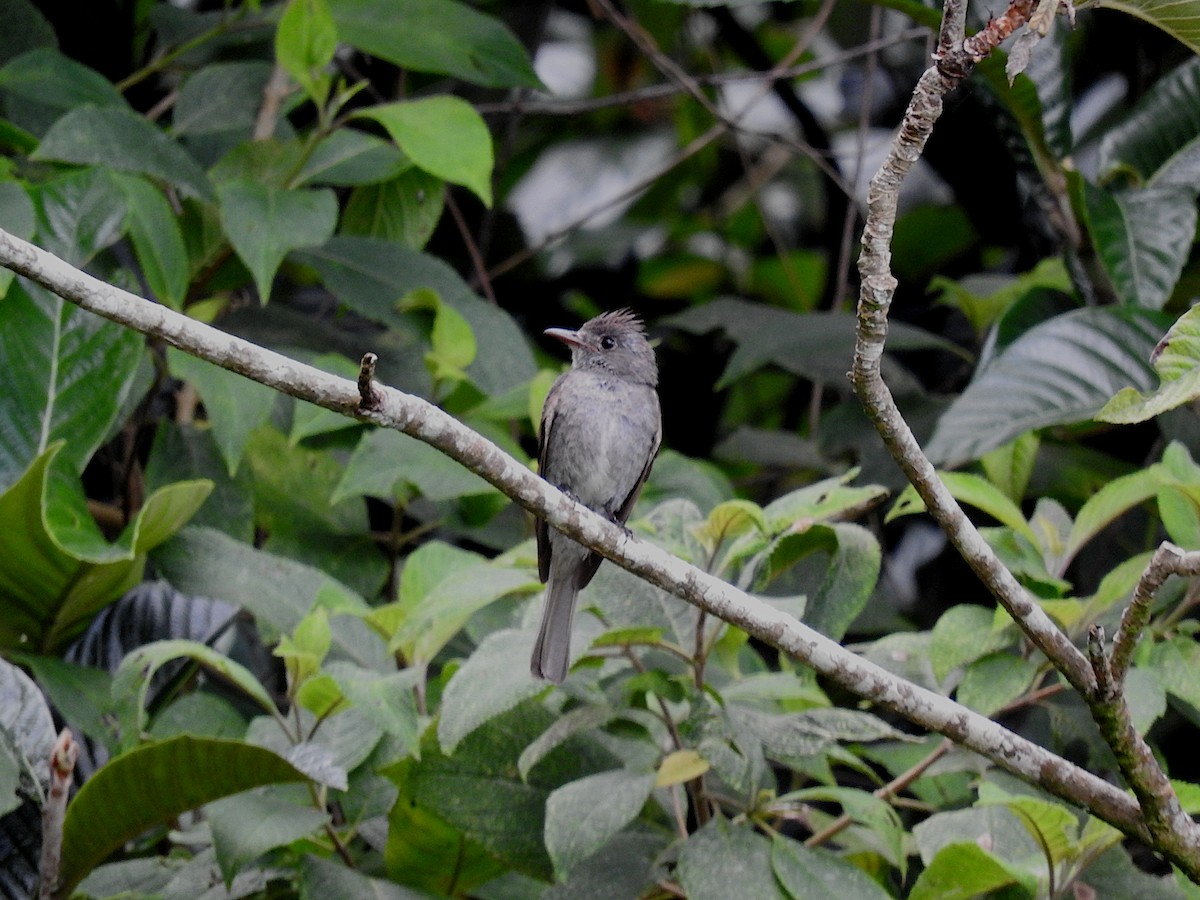 Smoke-colored Pewee - ML641818643