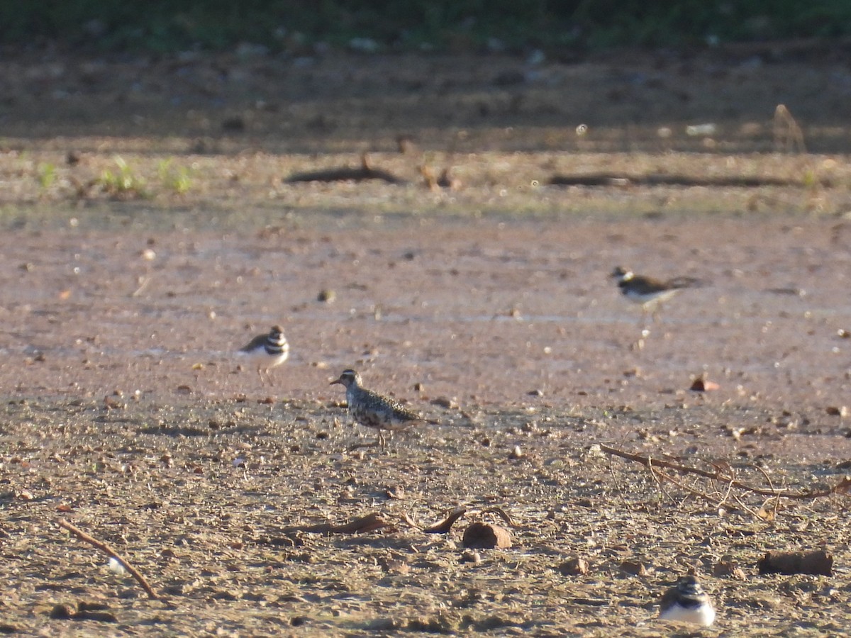 American Golden-Plover - ML641818661