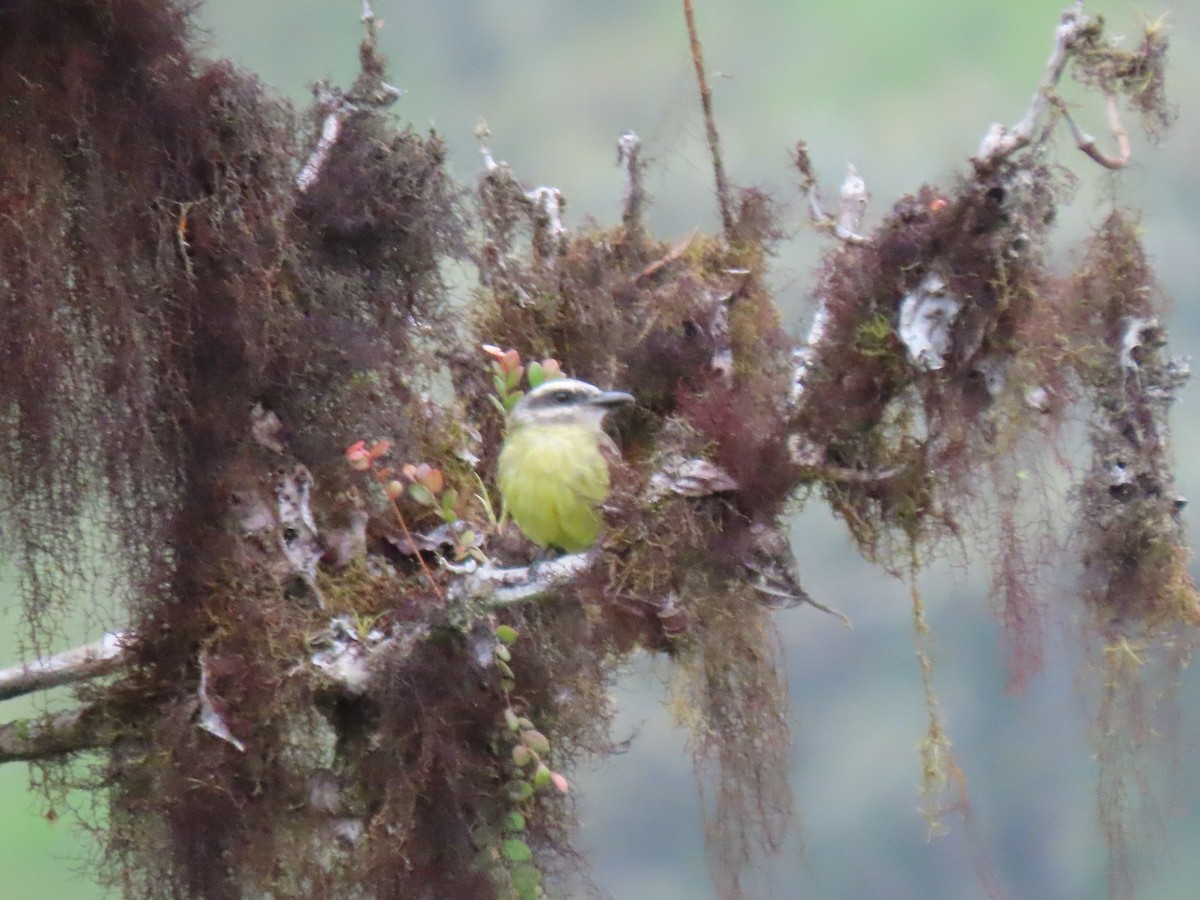 Golden-bellied Flycatcher - ML641818672