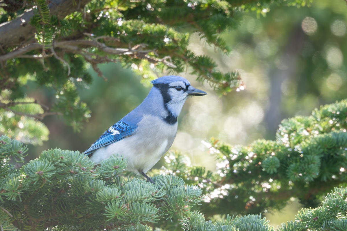 Blue Jay - ML641818705