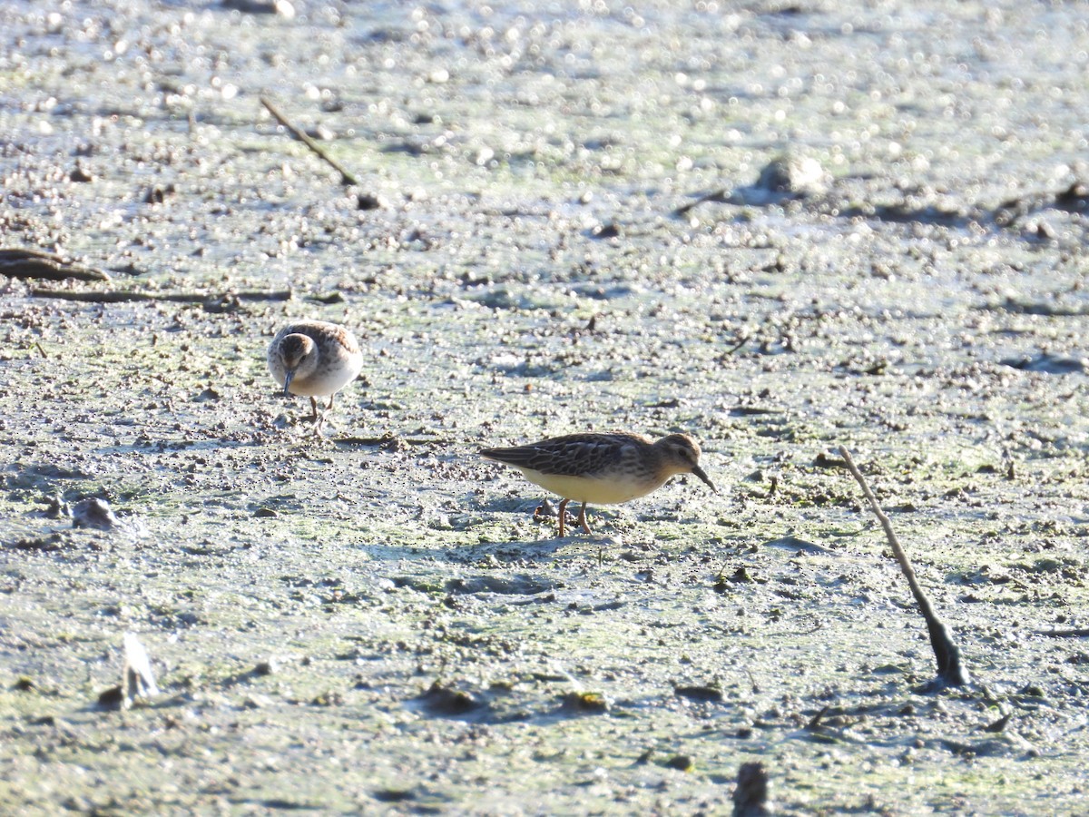 Least Sandpiper - ML641818706