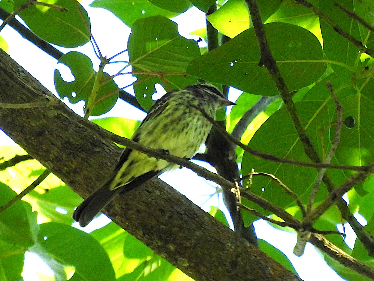 Variegated Flycatcher - ML641818738