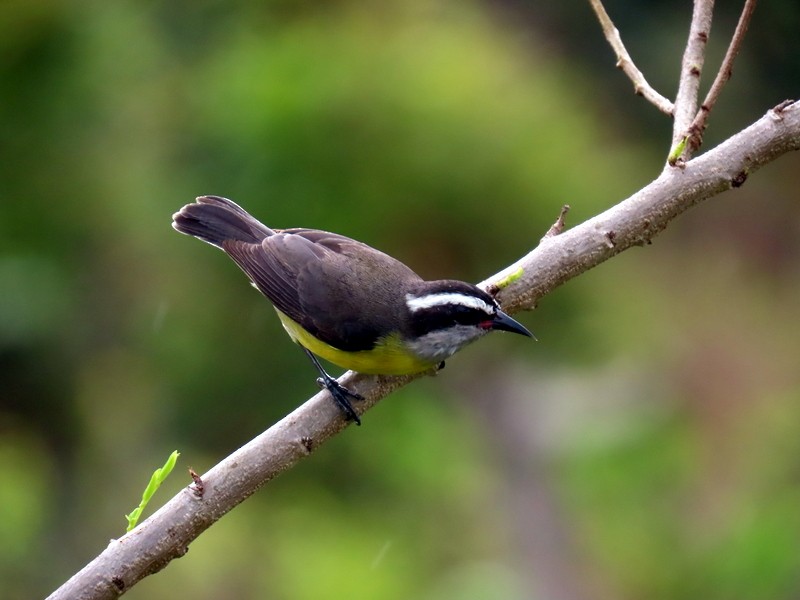 Bananaquit - ML641818746