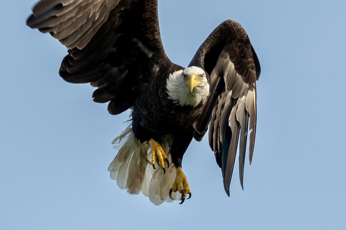 Bald Eagle - Bill Massaro
