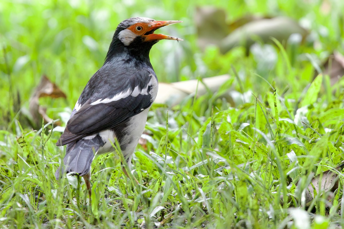 Siamese Pied Starling - ML641818779