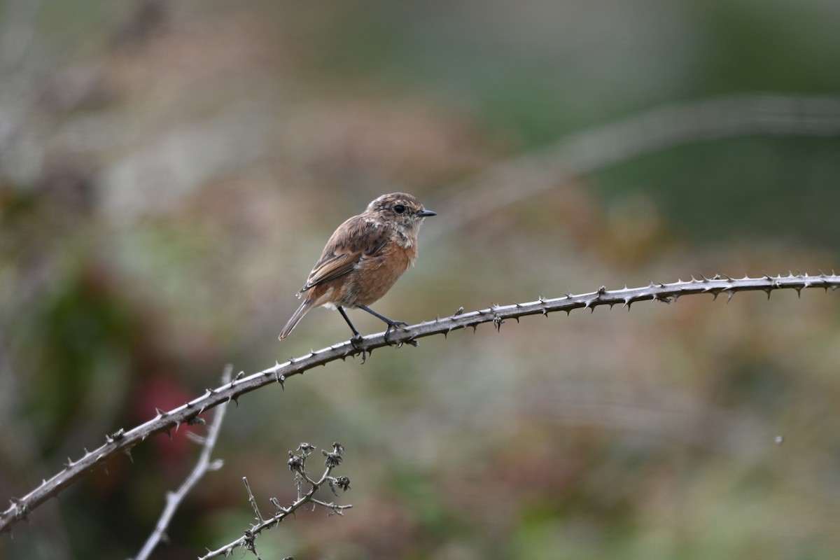 European Stonechat - ML641818780