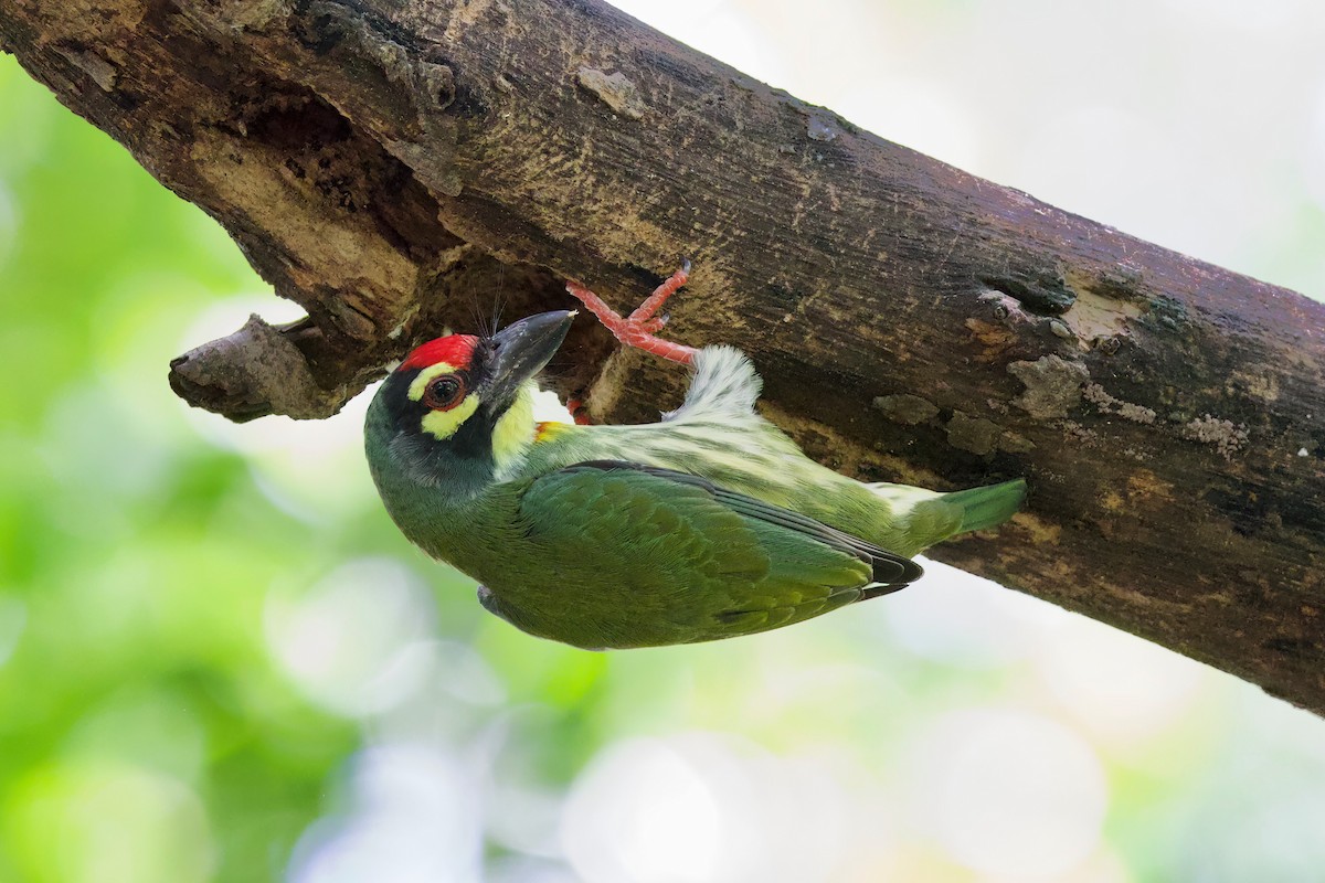 Kupferschmied-Bartvogel - ML641818783