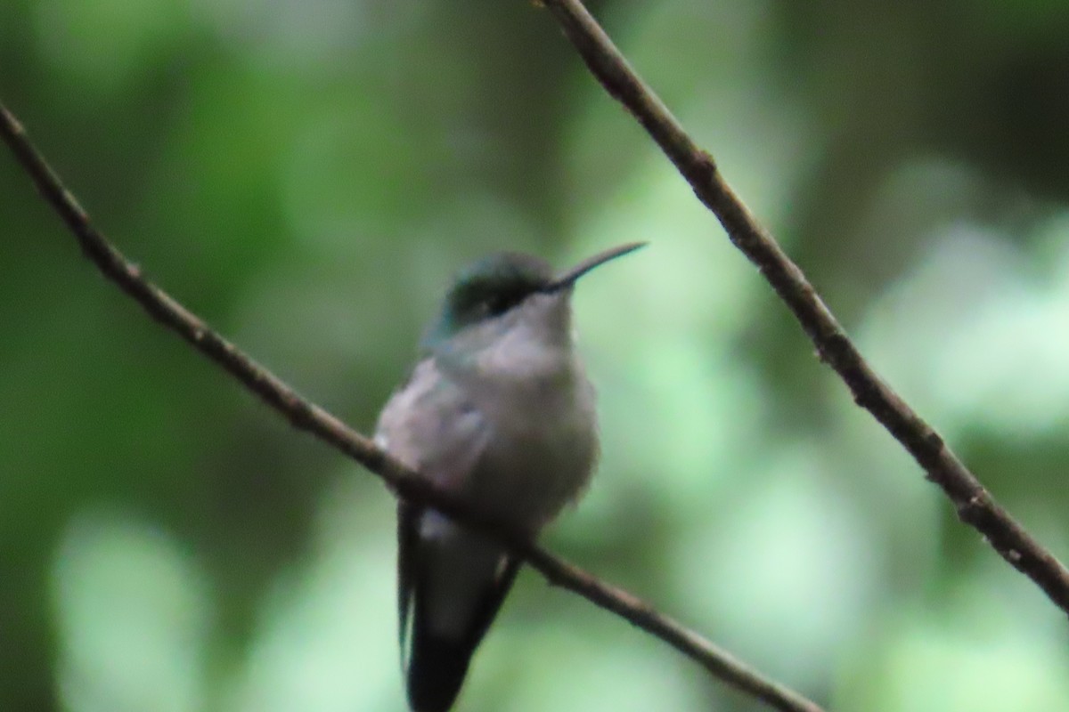 stripestjertkolibri - ML641818802
