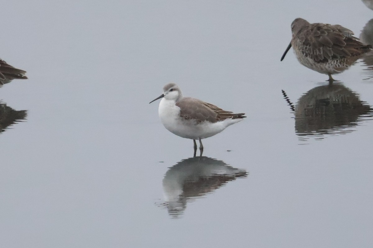 Wilson's Phalarope - ML641818832