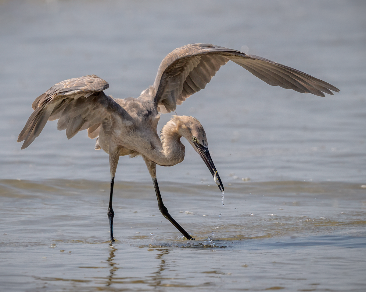 Reddish Egret - ML641818839