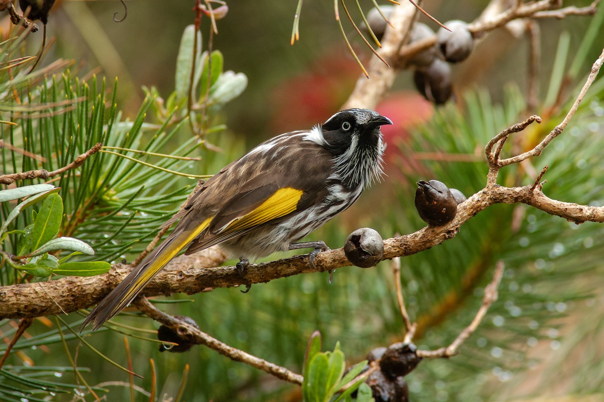 New Holland Honeyeater - ML641818841