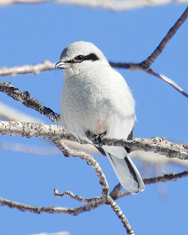 Alcaudón Boreal - ML641818843