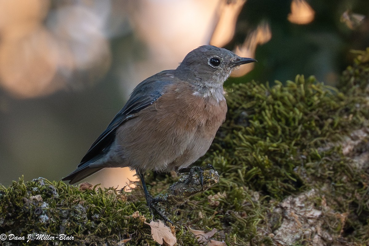 Western Bluebird - ML641818856