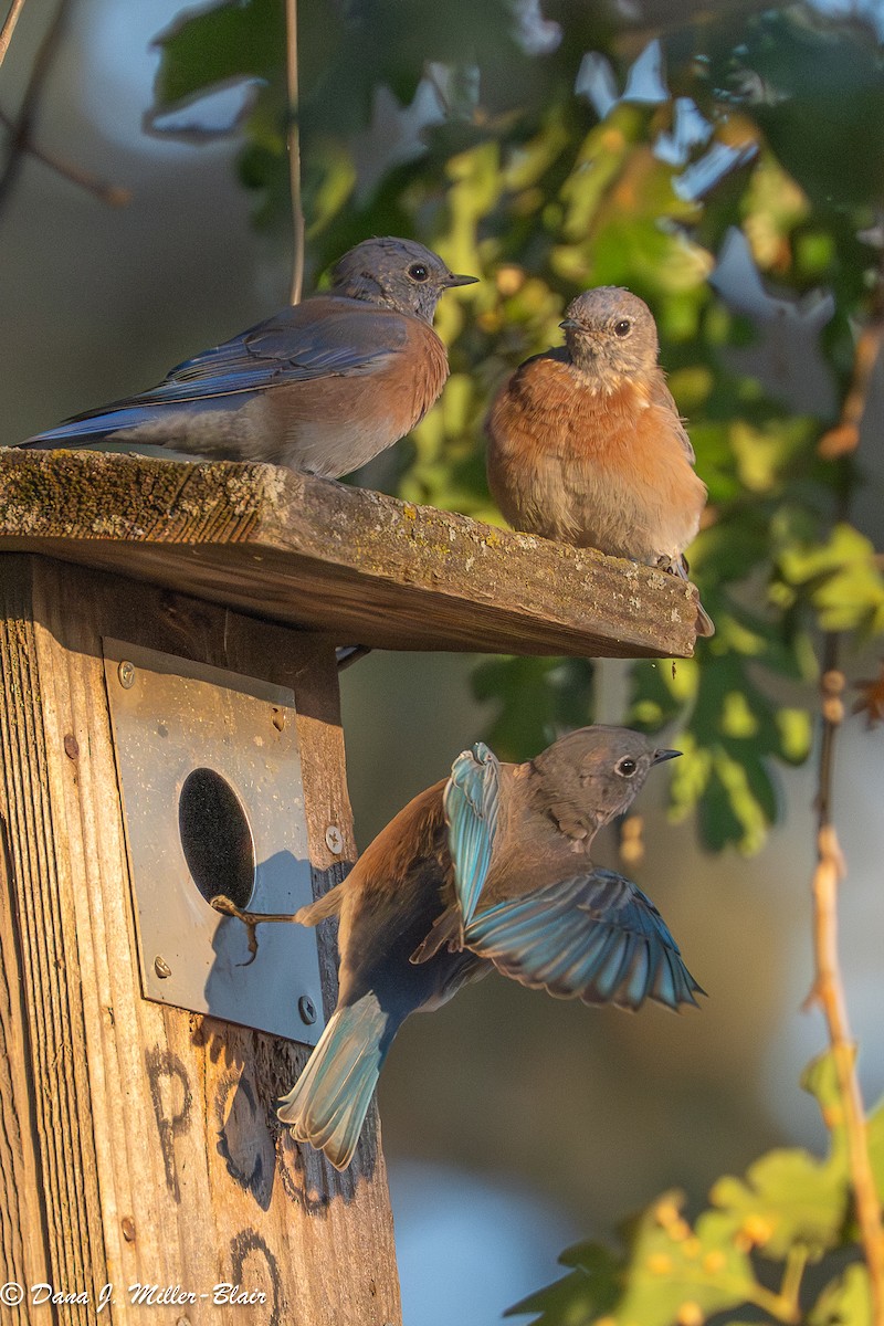 Western Bluebird - ML641818860