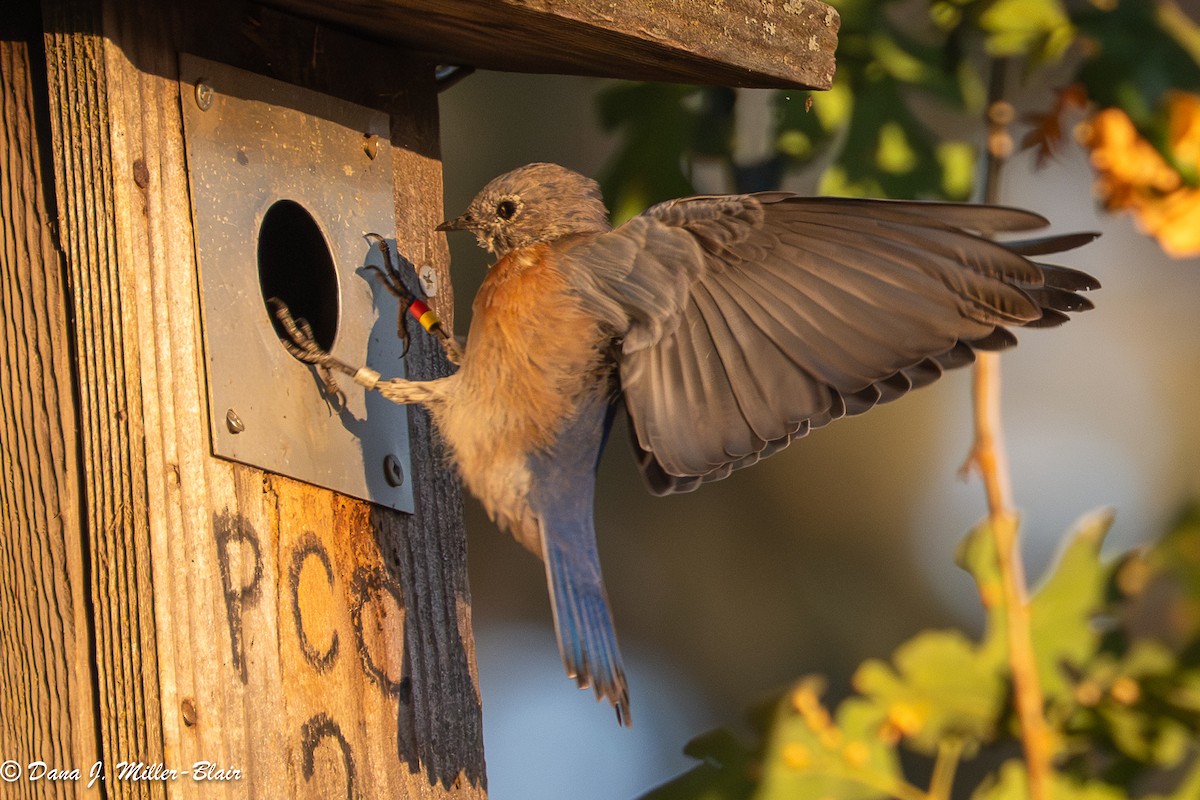 Western Bluebird - ML641818864