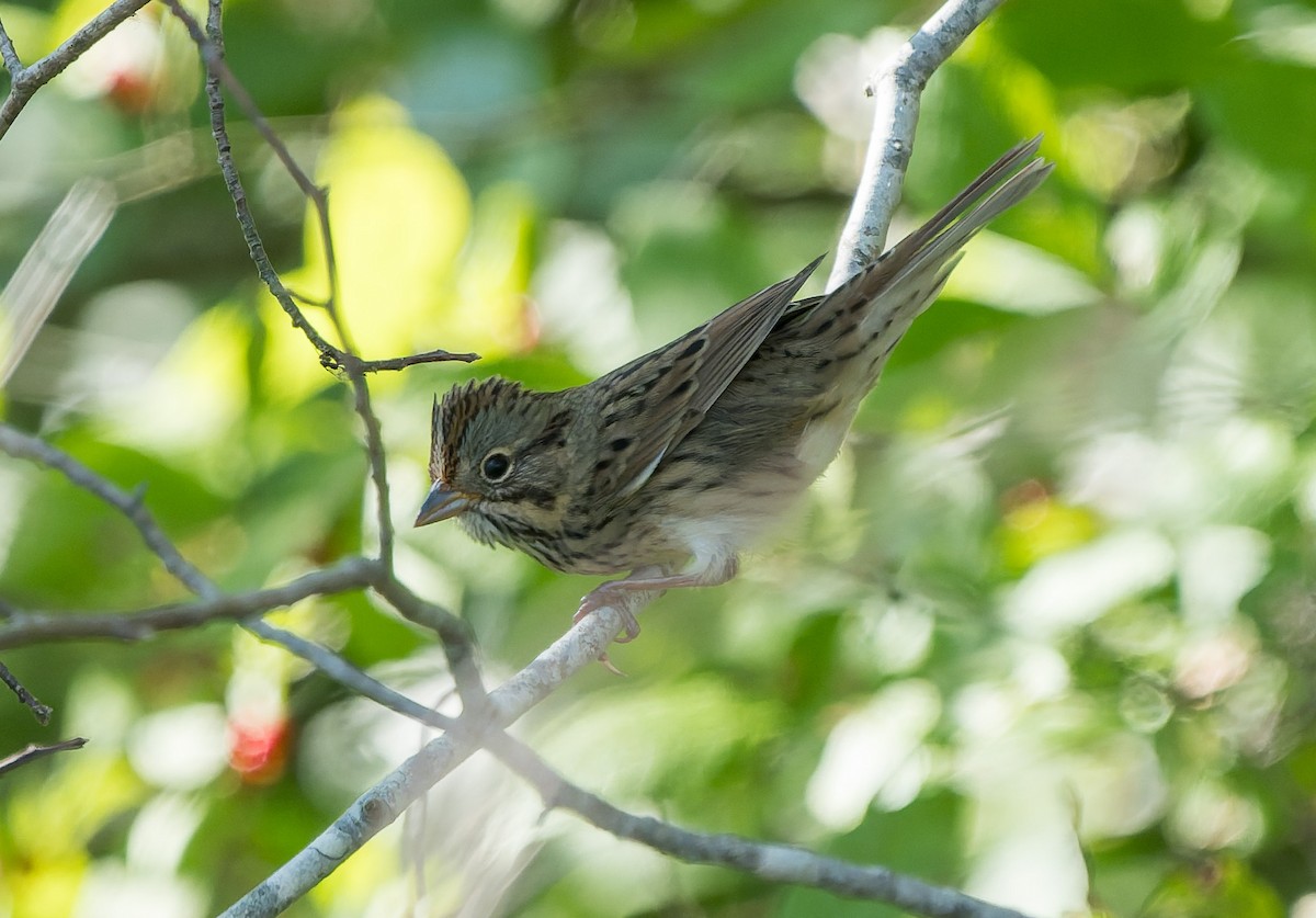 Lincoln's Sparrow - ML641818866