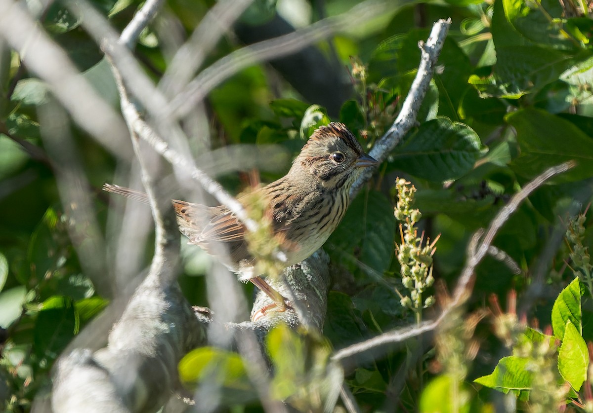 Lincoln's Sparrow - ML641818868