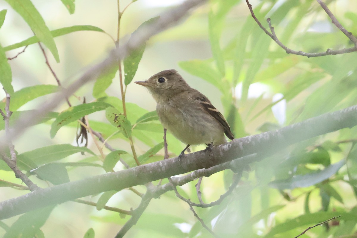 Western Flycatcher - ML641818871