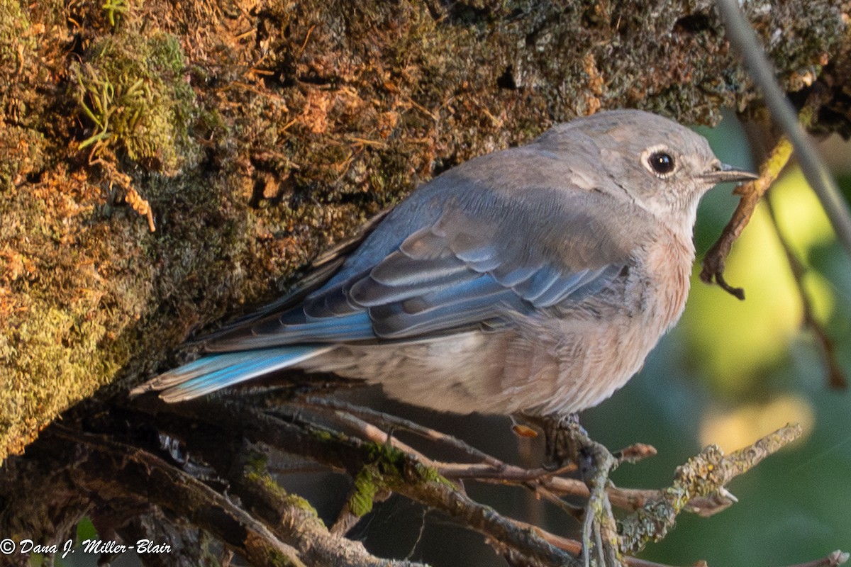 Western Bluebird - ML641818872