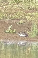 Ruddy Turnstone - ML641818878