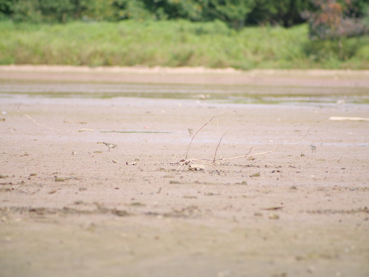 Pectoral Sandpiper - ML641818888