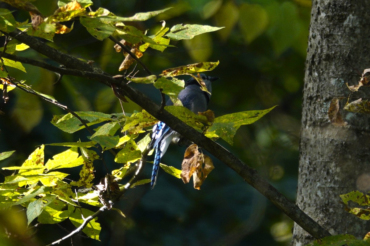 Blue Jay - ML641818890