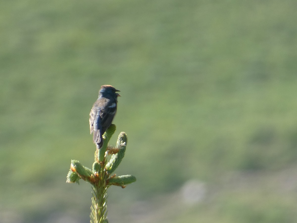 Lazuli Bunting - ML641818934