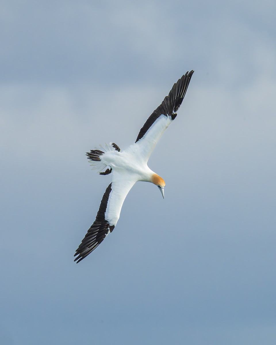 Australasian Gannet - ML641818955