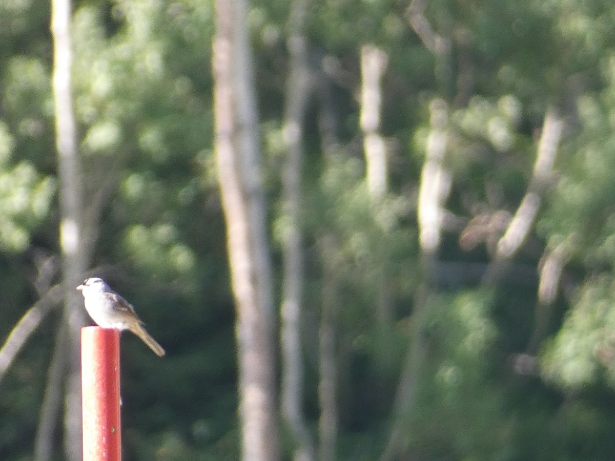 White-crowned Sparrow (oriantha) - ML641818972