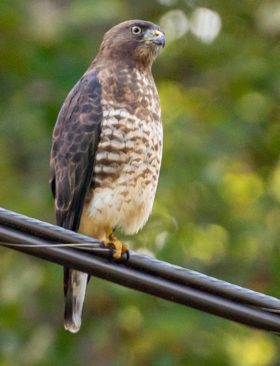 Broad-winged Hawk - ML641819046